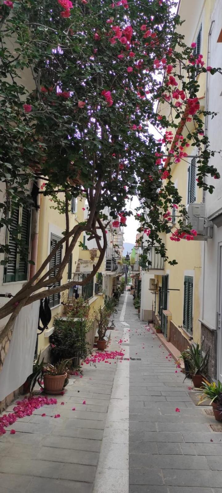 이스키아 La Casa Rosa Di Giulia 빌라 외부 사진