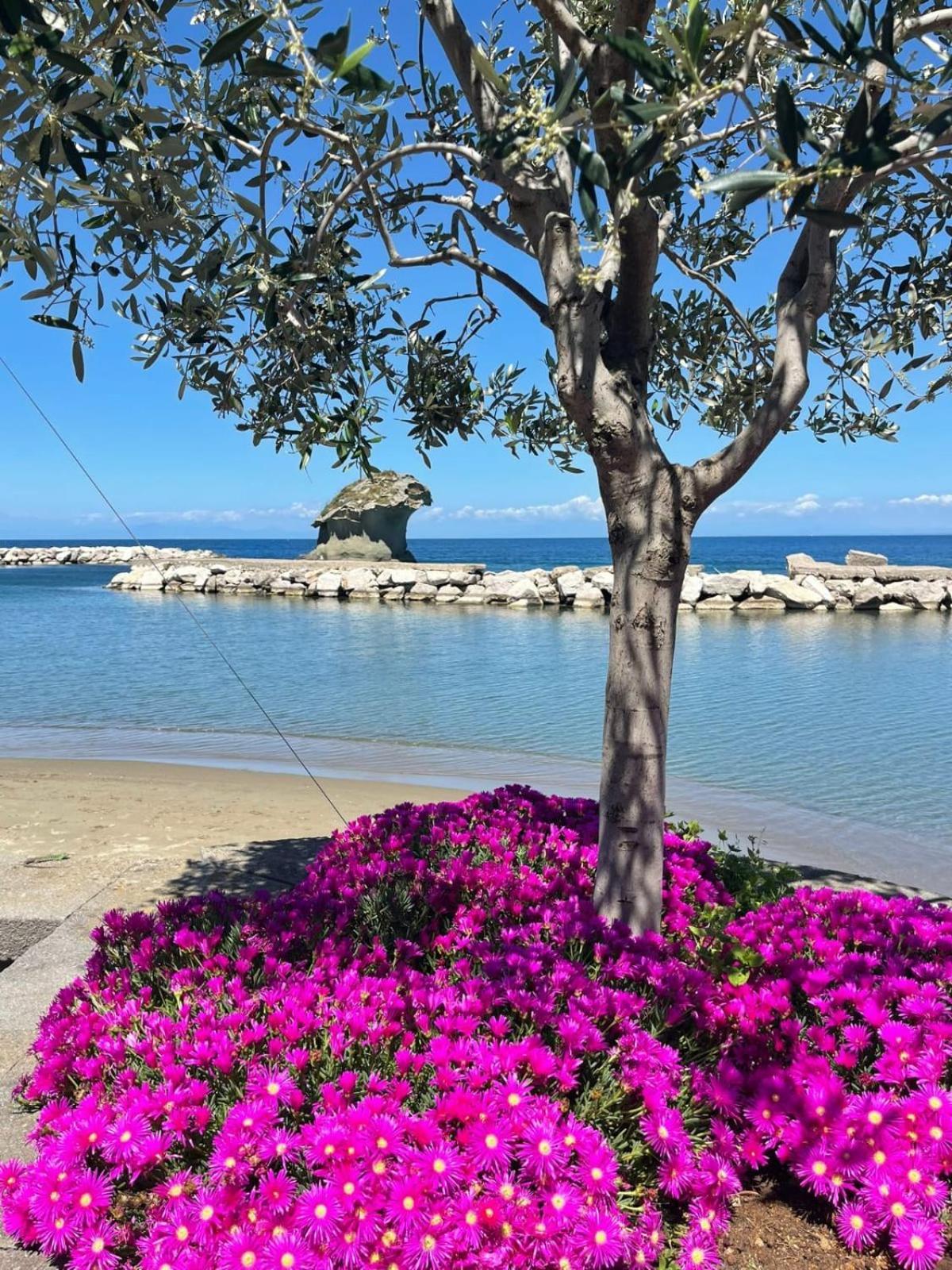 이스키아 La Casa Rosa Di Giulia 빌라 외부 사진